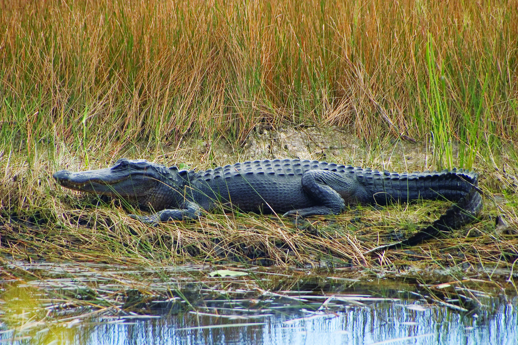 Alli Gator Photoshoot